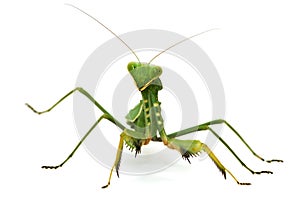 green mantis isolated on white