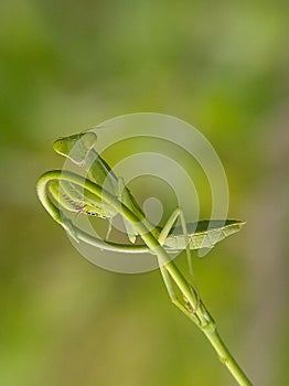 Green mantis lay on green plant shoot