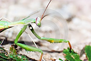 Green mantis mantide