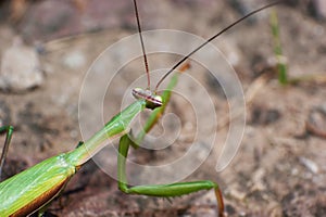 Green mantis mantide photo