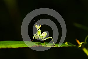 Green mantis mantide