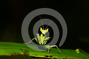 Green mantis mantide photo