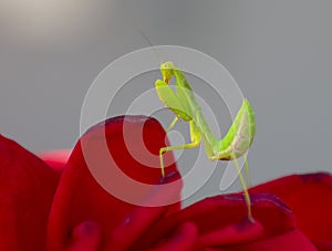 Green mantis Mantodea posing among  red roses
