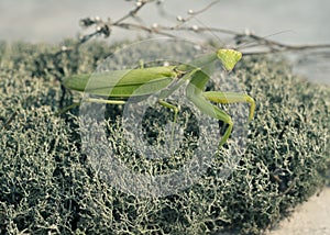 Green mantis on natural background