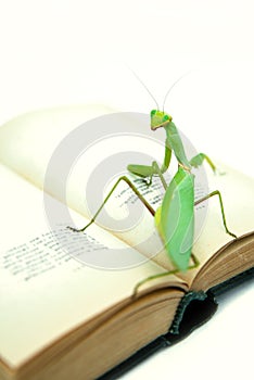 Green mantis on an old book, close up, selective focus. Mantodea