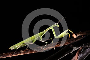 Green mantis is a predator, hunting for small and large insects