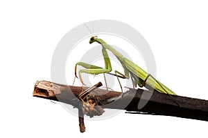 Green mantis is a predator, hunting for small and large insects