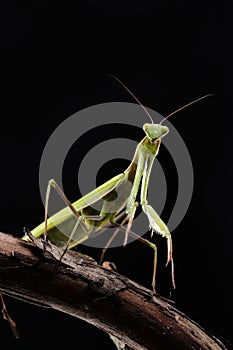 Green mantis is a predator, hunting for small and large insects