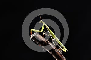 Green mantis is a predator, hunting for small and large insects