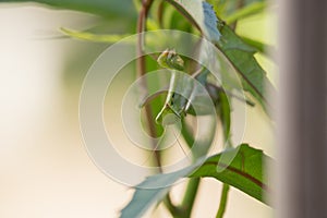 Green Mantis religiosa on Leaves