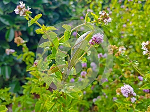 green mantis religiosa in mint plant waiting for its prey