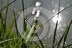 Green mantis sitting in the grass and looking at the water level. Mantis religiosa.