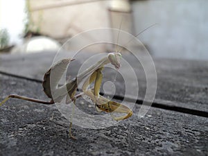 A green mantis is sitting on a table