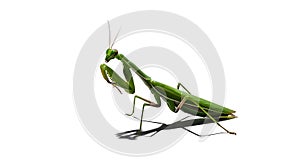 A green mantis standing on a white surface looking to the left side