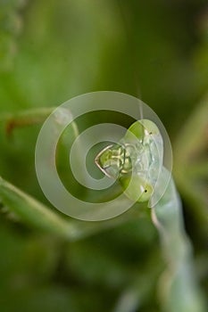 Green Mantis Staredown