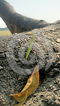 Green Mantis (tidda)