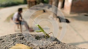Green Mantis (tidda)