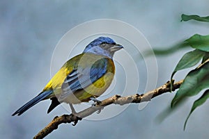 Green-mantled Tanager, Pipraeidea darwinii, yellow blue bird from forest in Peru, South America. Tanager sitting on the branch in