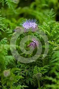 Green manure phacelia tanacetifolia flower and crop