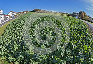 Green manuring with winter oilseed rape photo