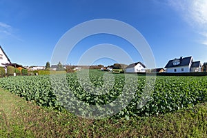 Green manuring with winter oilseed rape photo