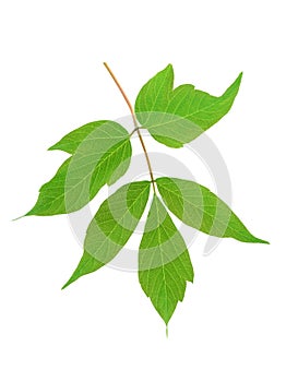 Green maple ash (Acer negundo) leaf isolated on white
