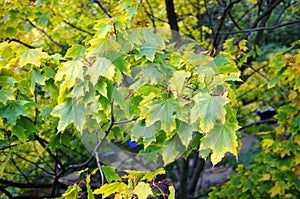 Green maple autumn