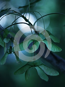 Green Maple Fruit