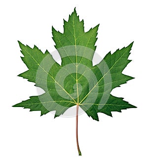 Green Maple Leaf