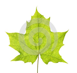 Green maple leaf