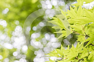 Green Maple leaf abstract background and texture