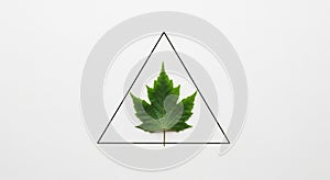 A green maple leaf (Acer spp.)