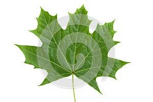 Green Maple Leaf as a spring and summer seasonal themed nature concept also an icon of the fall weather on isolated white