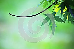 Green maple leaf on blurred background