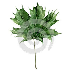 Green maple leaf. Botanical tree foliage. Watercolour illustration isolated on white background.