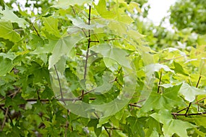 Green maple leaf details