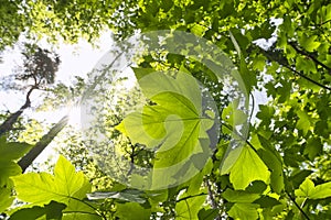 Green maple leaf in greeny foliage with sunstar in may in Germany