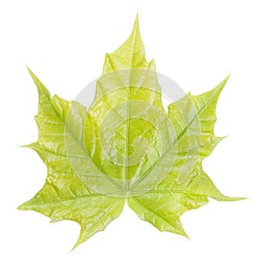 Green maple leaf isolated on white