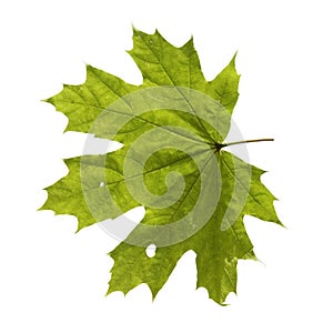 Green maple leaf isolated on a white background