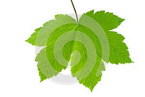 Green maple leaf