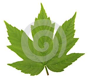 Green maple leaf isolated on white background