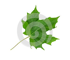 Green Maple leaf isolated on white background