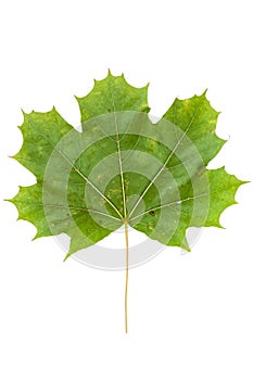 Green maple leaf isolated on white background