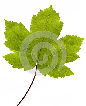 Green maple leaf isolated on white background