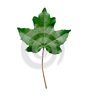 Green maple leaf isolated on white background