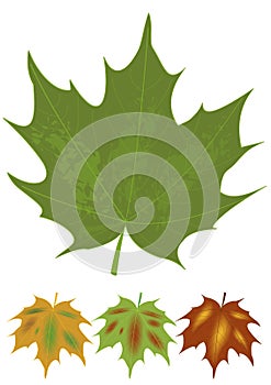 green maple leaf and multicolored autumn leaves variants. Botanical name Acer. Set of natural design elements. Canadian n