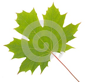 Green Maple Leaf, seasonal concept isolated on white background