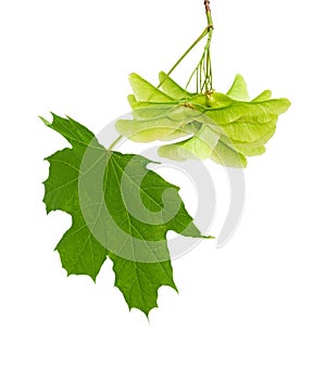 Green maple leaf and the seeds