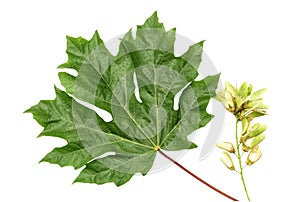 Green Maple Leaf and Seeds