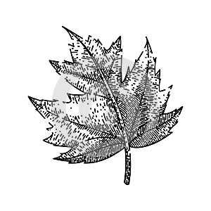 green maple leaf sketch hand drawn vector